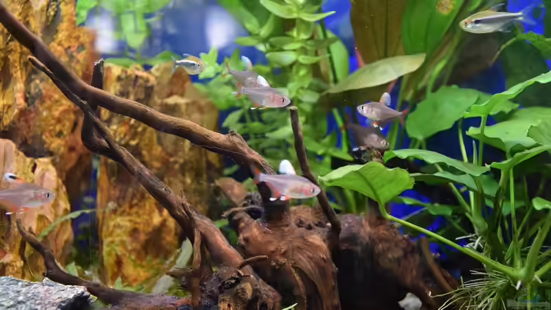 Die Spiderwood in der Mitte des Beckens von Acki50 (7)