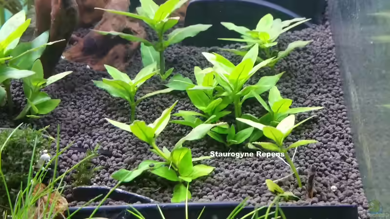die Staurogyne repens wächst sehr gut an von Dario (6)