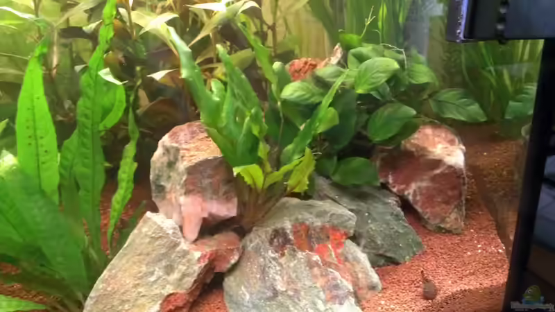 Die Steine sind so aufgebaut das viele Zwischenräume entstehen für die Welse von Jan H. (25)