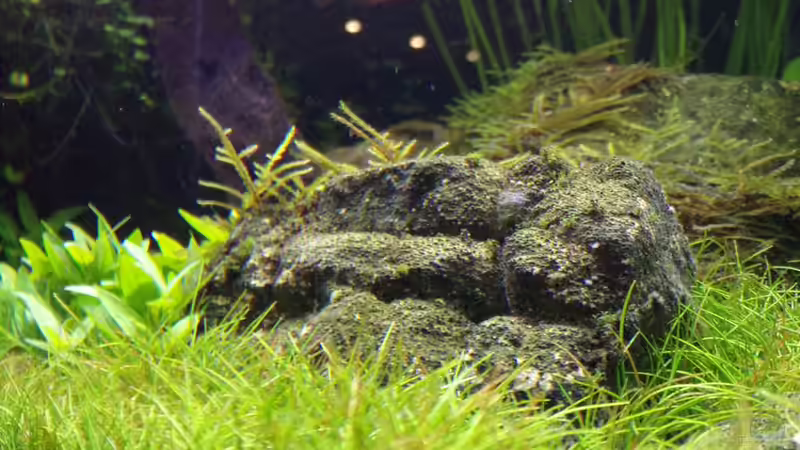 Die Steine vermoosen 30.01.17 von Der Nicky (52)