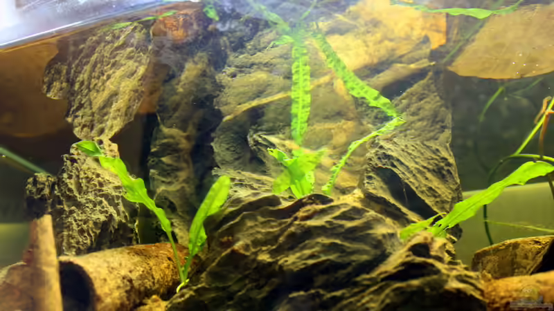 Die Steinecke(Iwagumi) von Falk (14)