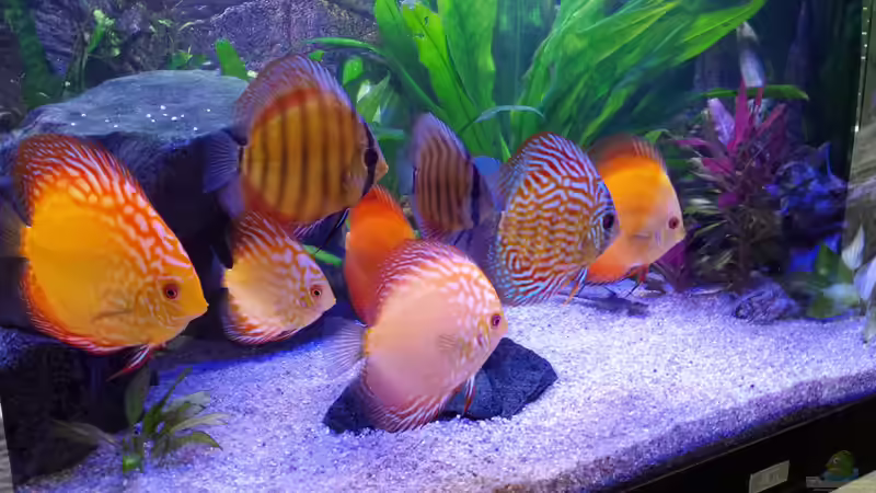 die Stinker :-) von Sonja N. (13)