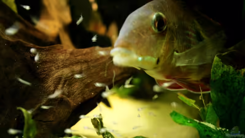 die stolze Mama von Minzi (47)