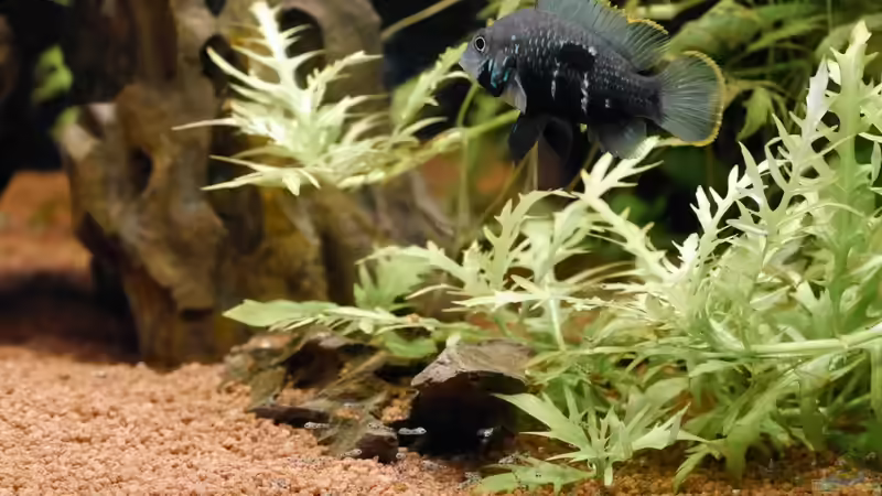 Die stolze Mutter, die den Hauptteil der Bewachung übernimmt von Christof Engel (32)