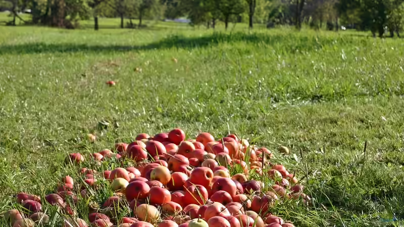 Die Streuobstwiese: Ein besonders nachhaltiges Biotop