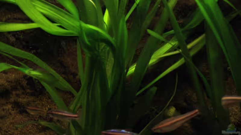 Die Strömung und die Vallisnerien von Florian Bandhauer (27)