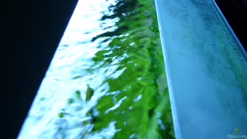 die Strömung vom Eheim  von Nico (40)