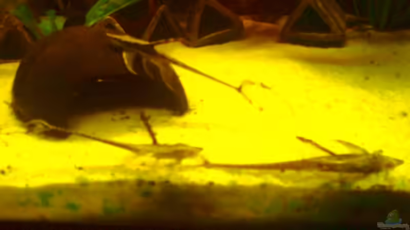 Die Sturis gleich nach dem Umsetzen von -=Diskus-Fan=- (2)