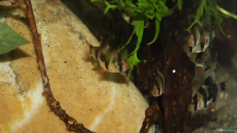 Die Sumatra Barben von Florian Bandhauer (44)