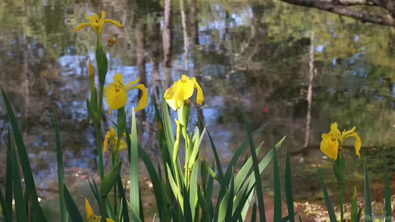 Die Sumpfschwertlilie - Rückschnitt mit Bedacht