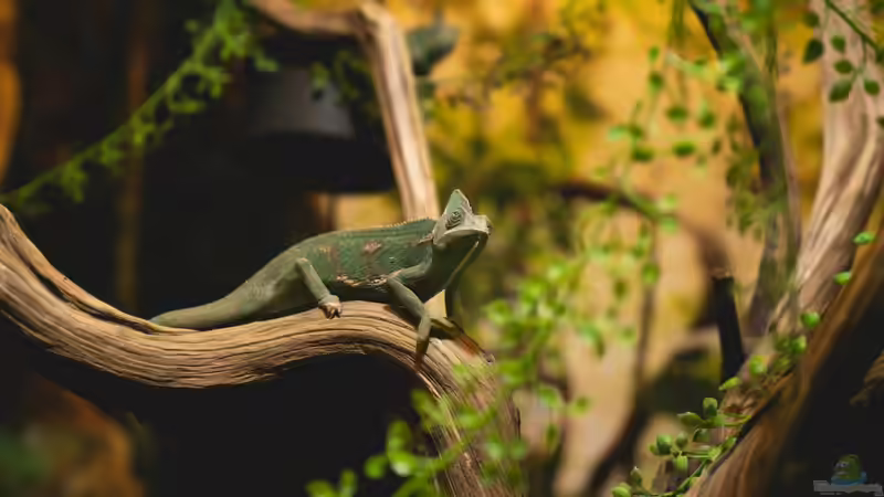 Die Terraristik als Hobby: Ein umfassender Überblick über Zahlen, Trends und Entwicklungen