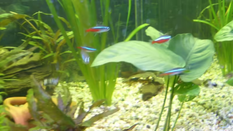 Die teuerste Pflanze in meinem Becken von Markus Vetter (3)