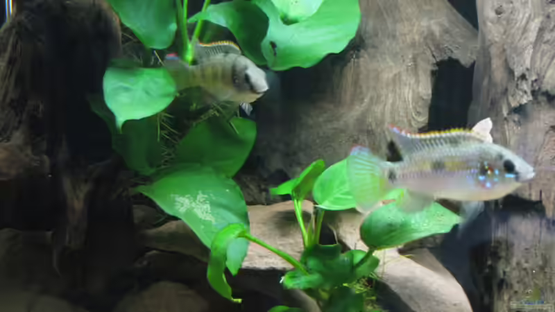 Die Thomasi mit Gelege von pekro (5)