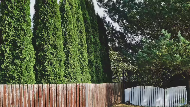 Die Thujahecke aus ökologischer Sicht - Chancen, Probleme und nachhaltige Alternativen