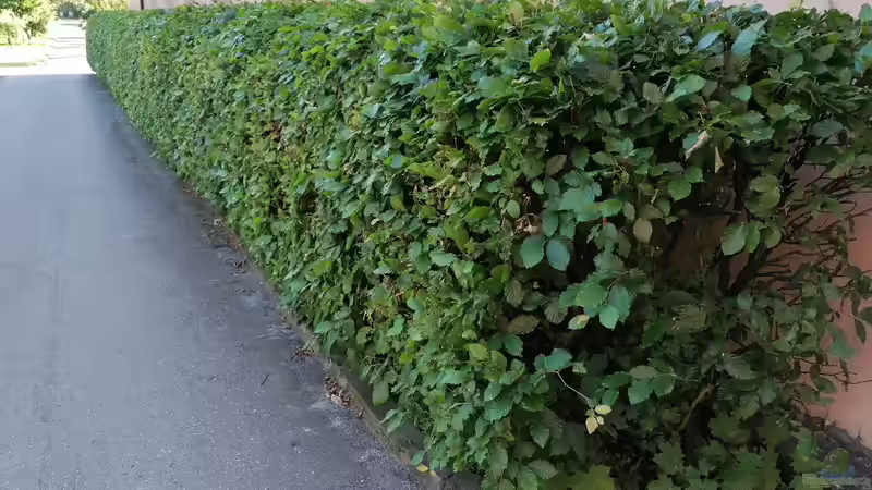 Die Thujahecke aus ökologischer Sicht - Chancen, Probleme und nachhaltige Alternativen