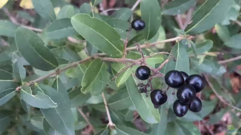 Die Thujahecke aus ökologischer Sicht - Chancen, Probleme und nachhaltige Alternativen