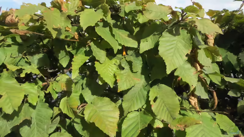 Die Thujahecke aus ökologischer Sicht - Chancen, Probleme und nachhaltige Alternativen