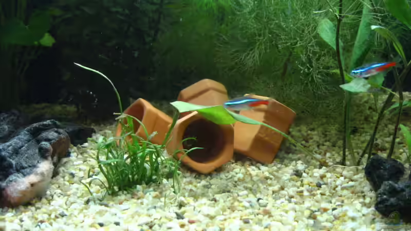 Die Töpfe gabs zu den Pflanzen dazu, da konnte ich nicht widerstehen von Doris77 (5)