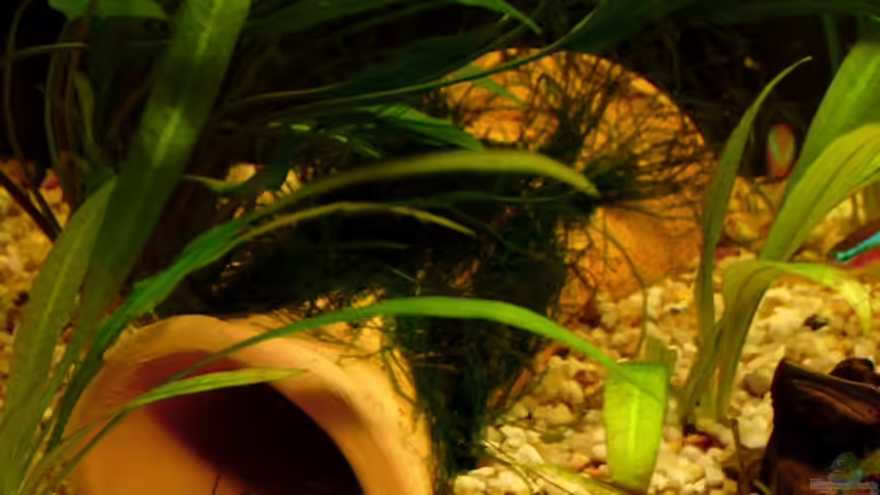 Die Tonröhre mit Javamoos von Chris P. (9)