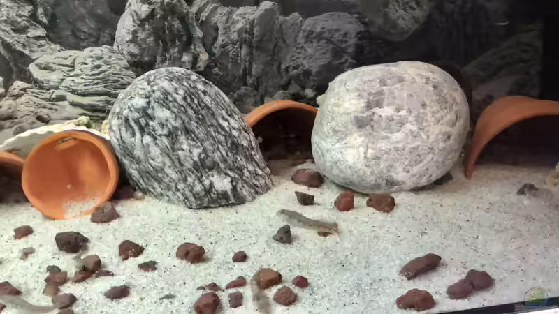 Die Tontöpfe wurden anhand eines Fuchschwanzes (Säge) auseinander gesägt. Natursteine und Lavamulch befinden sich noch im Becken und Teile von Muscheln, auch eine kleine Koralle (kam durch eine ??bernahme zu uns) von Helga Kury (4)