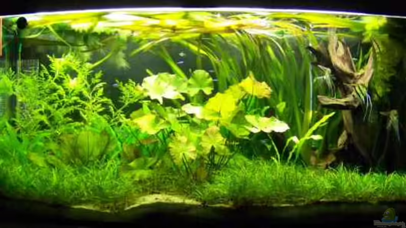 Die Totalansicht von Firmi73 (1)