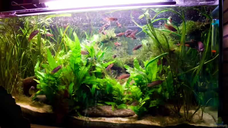 Die Totale. Der Javafarn wächst prächtig! von Pete (5)