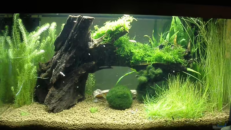 Die Totale von Jendrik