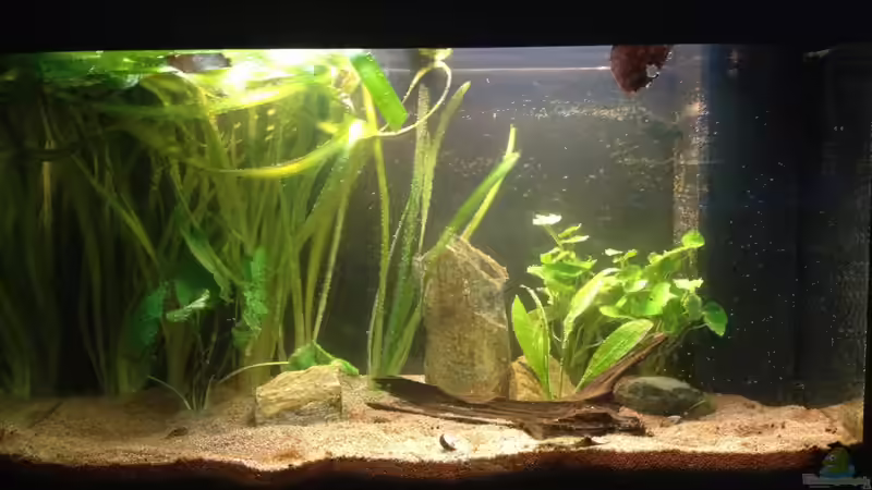 Die traurige zwischenlösung von der Steirer (2)