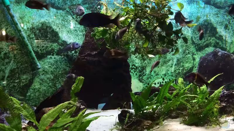 Die Tropheus halten sich gern zwischen den Pflanzen auf und suchen die Blätter nach von Helga Kury (5)