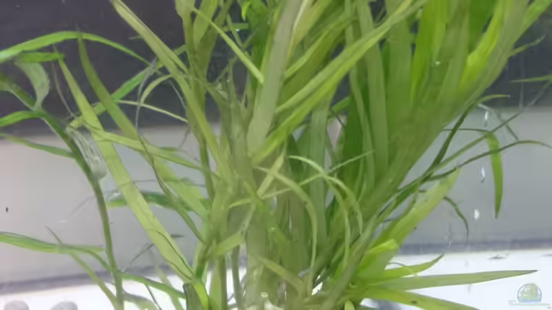 Die Trugkölbchen einfach in die Porenräume stecken. von ogra (6)