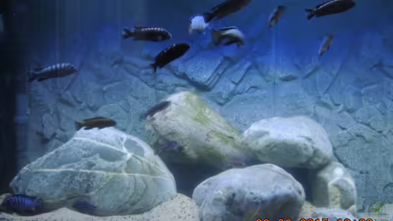 Die Truppe von Michael Christ (4)