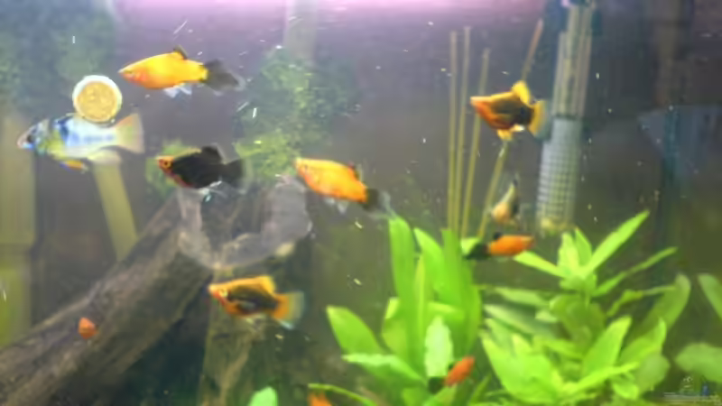 Die Truppenverstärkung von Cathrin Krause (20)