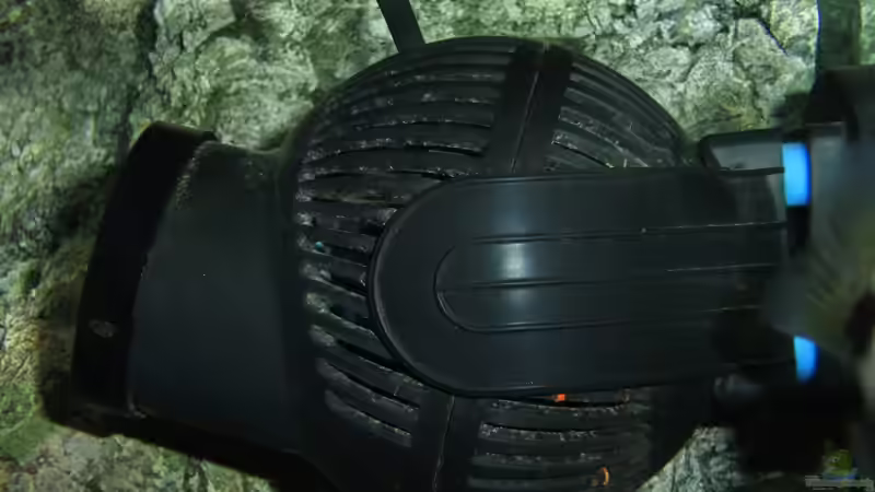 Die Tunze turbelle 6085 im Becken von marxbre (45)