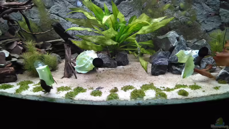 Die übergebliebenen Fische aus dem alten Becken kamen schon nach 2 Wochen schon rein da das zwischenzeitliche Lagern im Nanocube nicht ideal war. von AdrianSoS (25)
