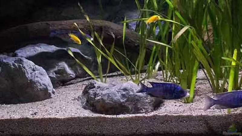 Die Uferzone .. [rechtes Drittel vom Becken]!! von AjakAndi (6)