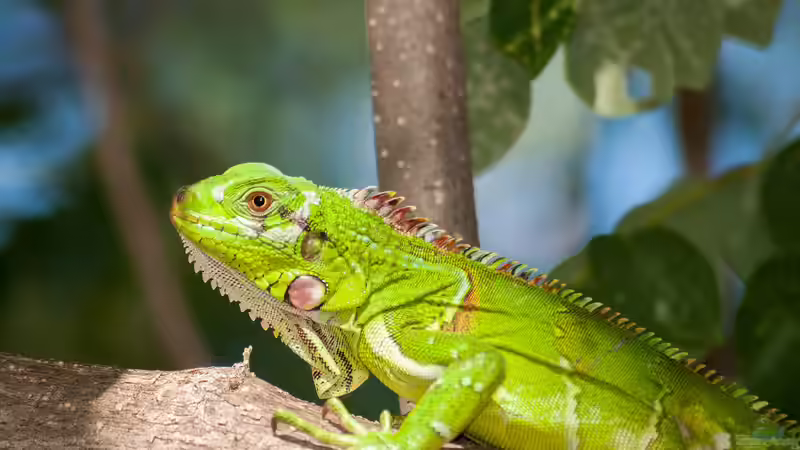 Die ultimative Anleitung für die Haltung von Leguanen im Terrarium: Tipps, Tricks und alles, was du wissen musst