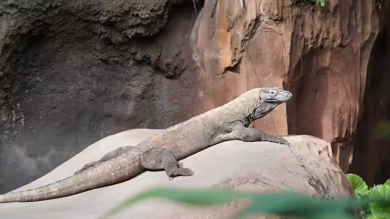 Die unterschiedlichen Toxine der Terrarientiere - ein umfassender Überblick über Gifte, Wirkmechanismen und Bedeutung für die Terrarienhaltung