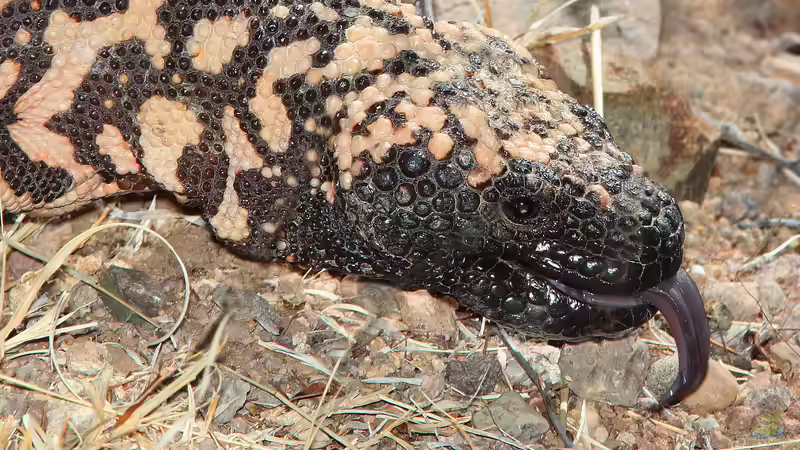 Die unterschiedlichen Toxine der Terrarientiere - ein umfassender Überblick über Gifte, Wirkmechanismen und Bedeutung für die Terrarienhaltung