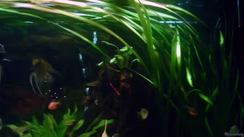 Die Vallisneria Gigantea Ecke versteckt die Technik von Sascha.L (6)