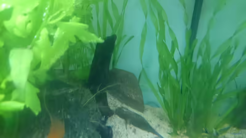 Die Vallisneria Spiralis. Vor dem HMF kommt sie leider mangels Licht weniger in Schwung von Aquaristik-Padawan (24)