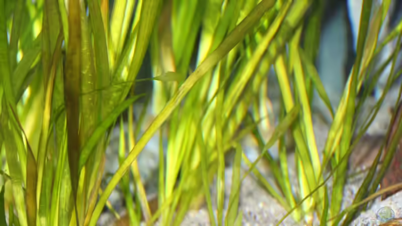 Die Vallisnerien am linken Beckenrand von Cruiser Bruno (34)