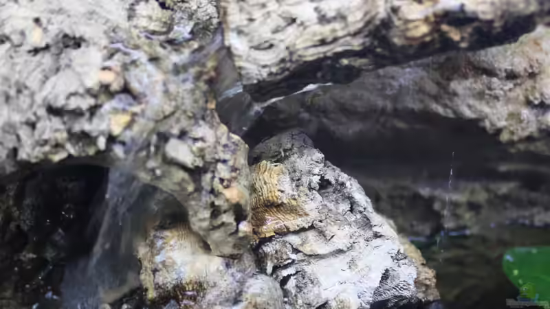 die Variante des Wassereinlaufs von Falk (14)