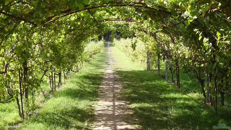 Die Verblüffende Welt der Kletterkünstler: Aufstieg in die Höhen der Pflanzenwelt