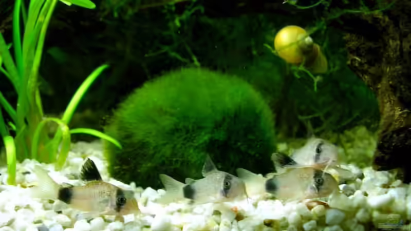 Die versammelte Mannschaft... von Benny Müller (7)