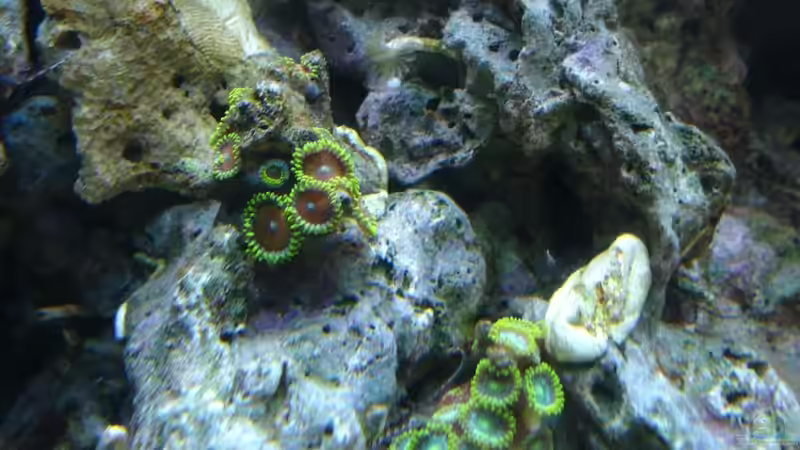 Die verschidenen Krusten die wir besitzen. Oben die hellgrüne, mittig die Wtermelon von Jane Vogeler (68)