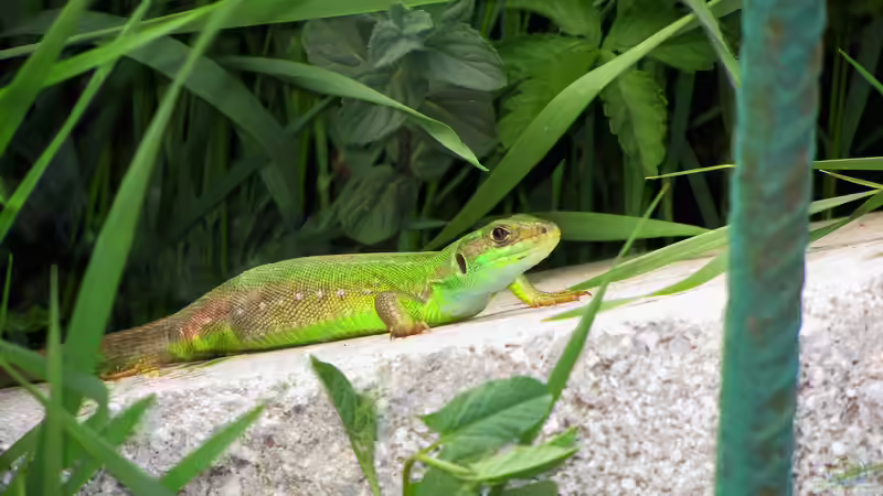 Die versteckte Schönheit: Die Smaragdeidechse am Gartenteich - Ein faszinierendes Zusammenspiel von Natur und Mensch