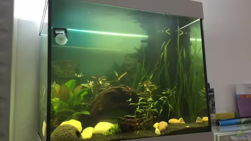 Die vierte Woche Aquarium startet, nach Umbau mit Sandecke und ersten Fischen von IL (4)