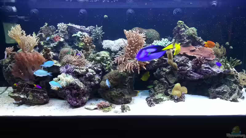 Die Vorderansicht stand September 2013 von urbi (107)