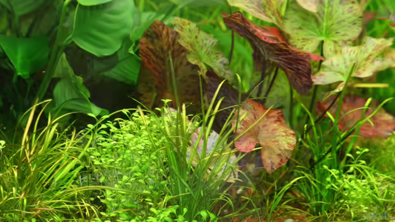 die Vordergrundpflanzen und die Lotus von Alexander Grimmer (12)