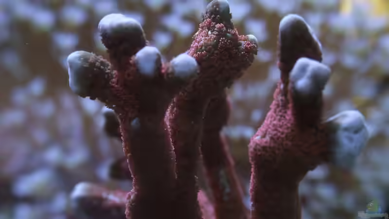 Die Wachstumsspitzen der Montipora digitata von Sascha Bill (15)